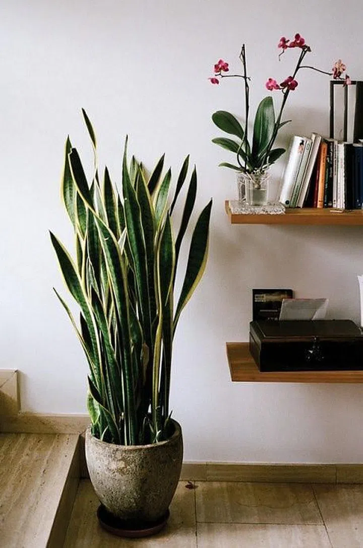 house plants, easy to care for, low maintenance, snake plant