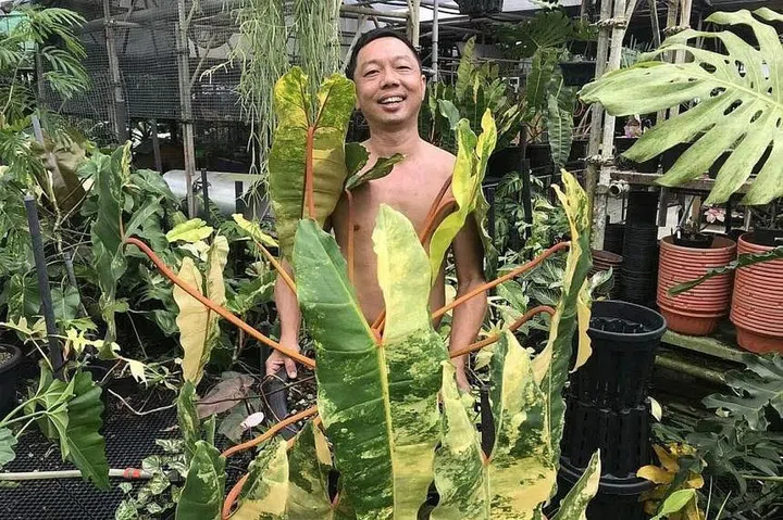 Terrascapes co-owner Sandy Soh at Terrascapes in Choa Chu Kang carrying a Philodendron billietiae Variegated plant. ST PHOTO: ARTHUR SIM