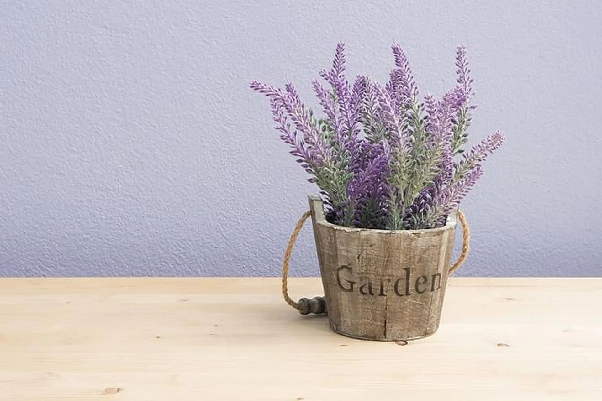 lavender_0