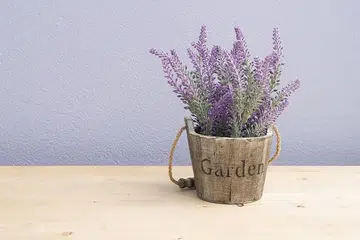 lavender_0