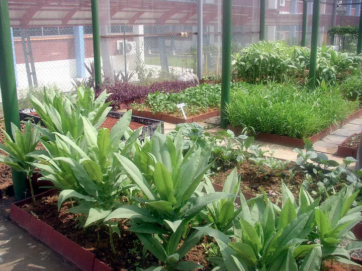 edible garden urban farming