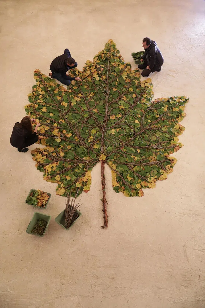he making of Chardonnay Leaf in 2018, made with actual grape leaves, shoots and bunches from the Sillery vineyards.

