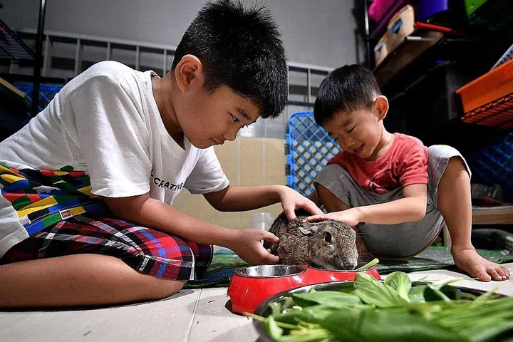Brothers Lucas (left) and Lewis Tan help to feed and clean their three house rabbits. ST PHOTO: ARIFFIN JAMAR 