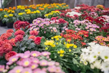 portrait of beautiful camomile or daisy flower in a florist flower nursery. Photo 123RF