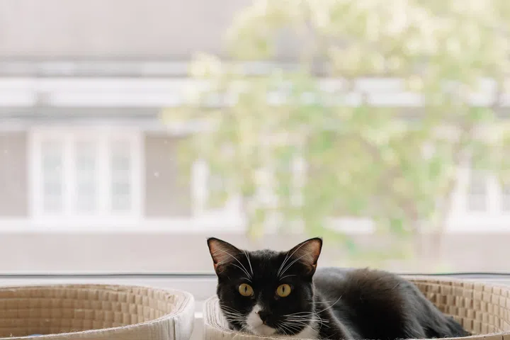Sitting comfortably by the window, where the afternoon sun and constant stream of activity below provide endless entertainment.
