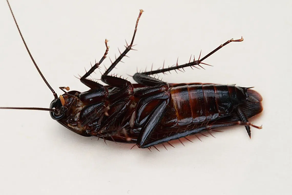 6 ways to keep cockroaches and ants away - Home & Decor Singapore ...
