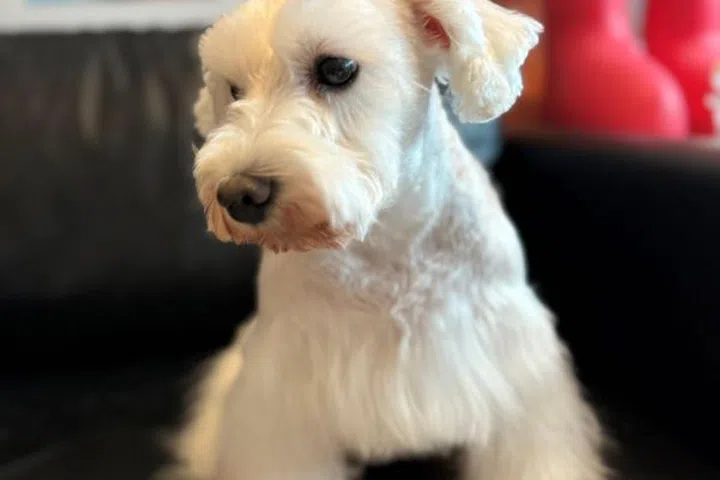 All done! Dawa's coat felt smoother and softer, putting the bounce back into her fluffy hair. 