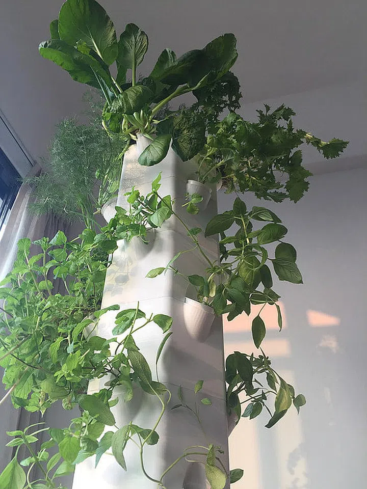 aerospring, aeroponic, urban gardening