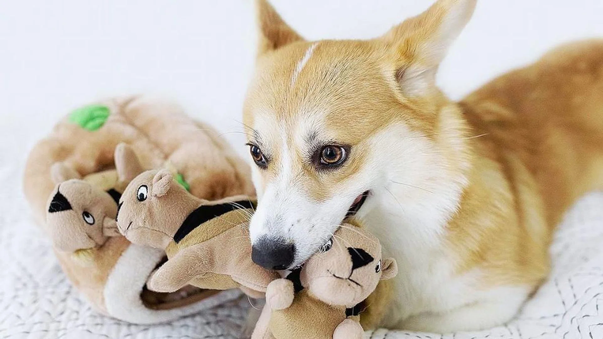 Best Dog Toys Singapore