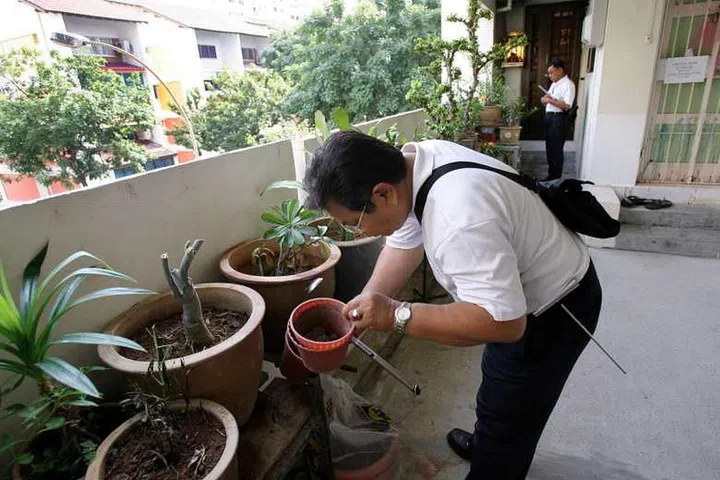 dengue mosquitoes