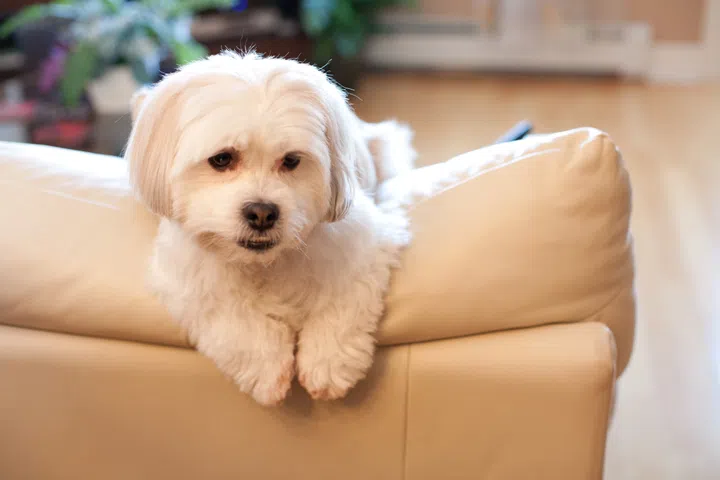  a small cute white dog sits on the back of a white couch, waiting for master