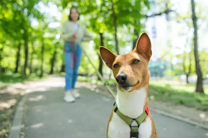 A woman in the background holding a leash for a dog in the foreground on a walk in a park. Photo 123RF