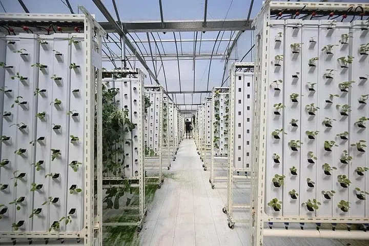 The Greenhood vertical farm is situated on the roof of Block 946A Hougang Street 92. ST PHOTO: SHINTARO TAY