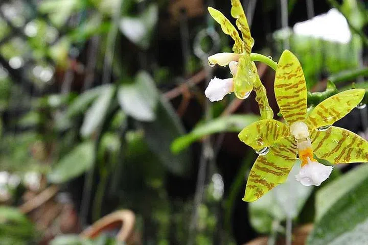 orchid care and plant tips