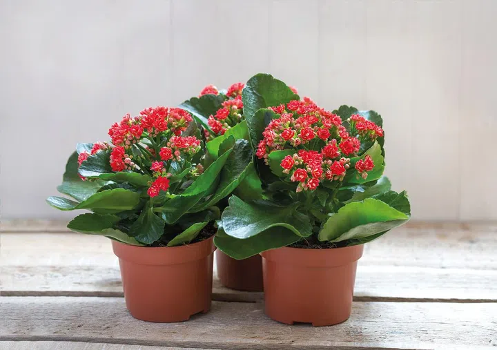 Red Kalanchoe flowers on a wooden background.