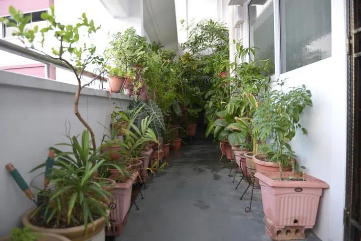 Dense collection of plants line the corridor of a HDB flat unit at 101 Pasir Ris St 6. ST Photo by Shintaro Tay