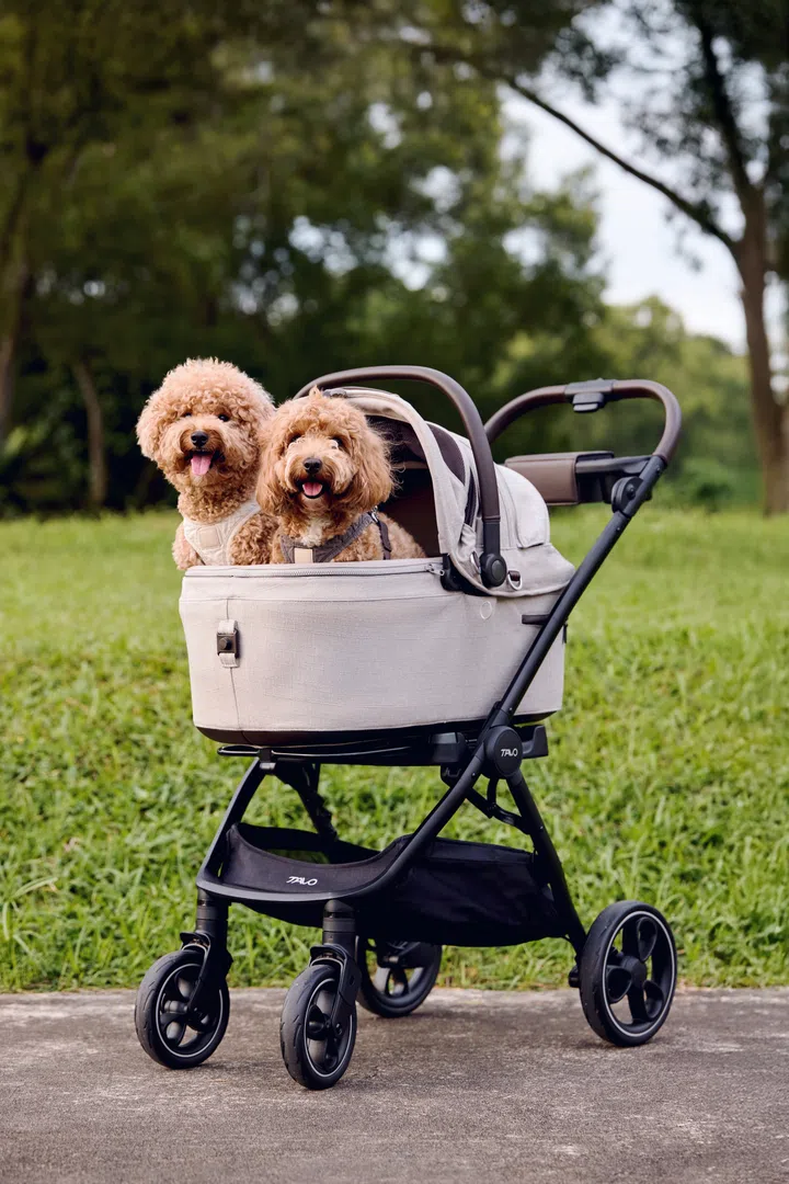 My 3-year-old Cavapoo and Maltipoo, Elliot and Ella, on a park walk in their Tavo pet stroller!