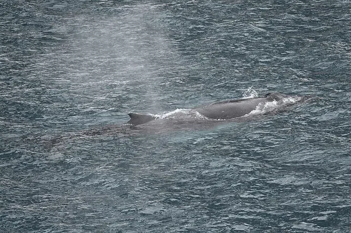 Close encounter with a whale. PHOTO: KENNY WONG