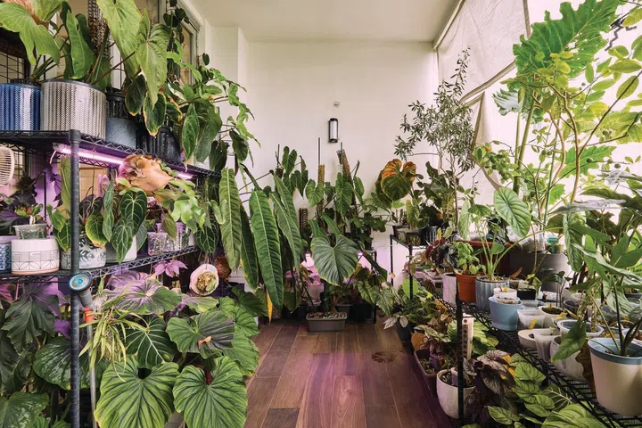The penthouse is home to over 250 plants.