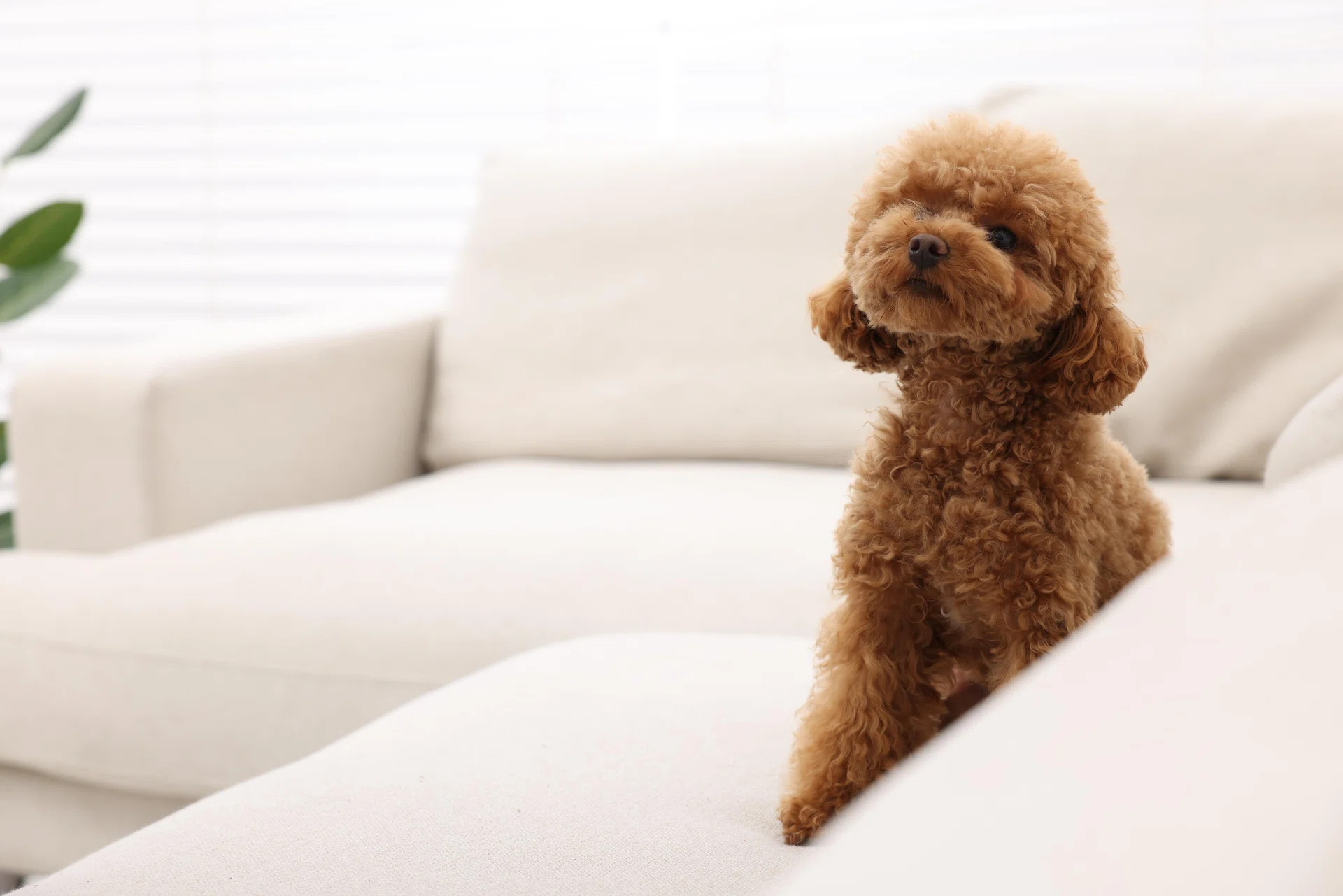 Cute Maltipoo dog sitting on comfortable sofa indoors, space for text. Lovely pet