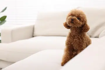 Cute Maltipoo dog sitting on comfortable sofa indoors, space for text. Lovely pet