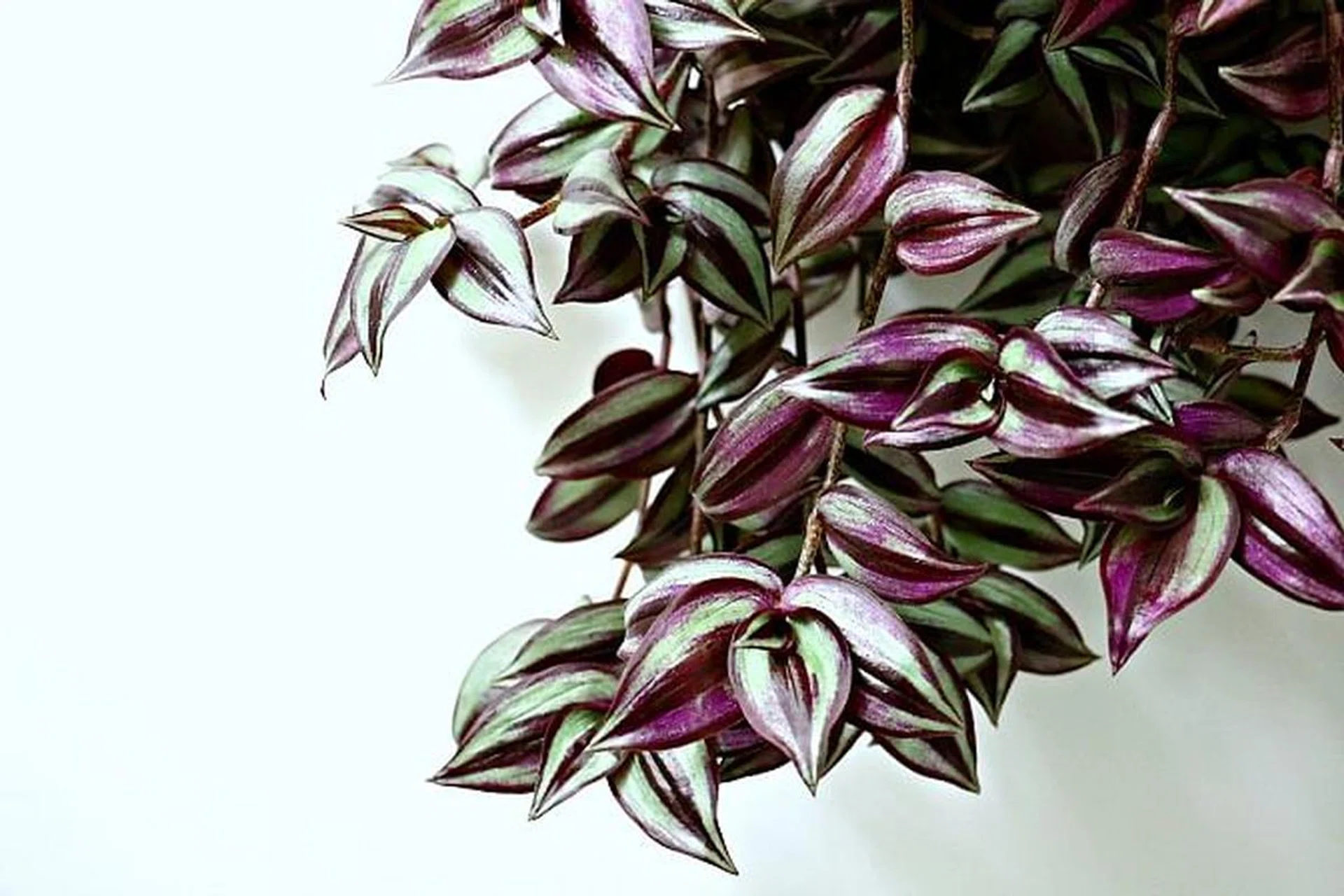 64634-wandering_jew_houseplant_in_water