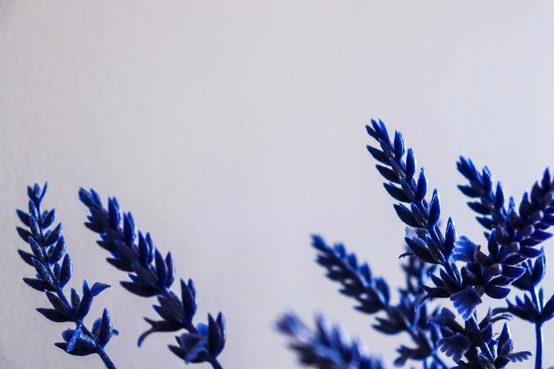 How to Grow Lavender in Singapore: Indoors or hydroponic? (Photo Pexels Thiago Japyassu)