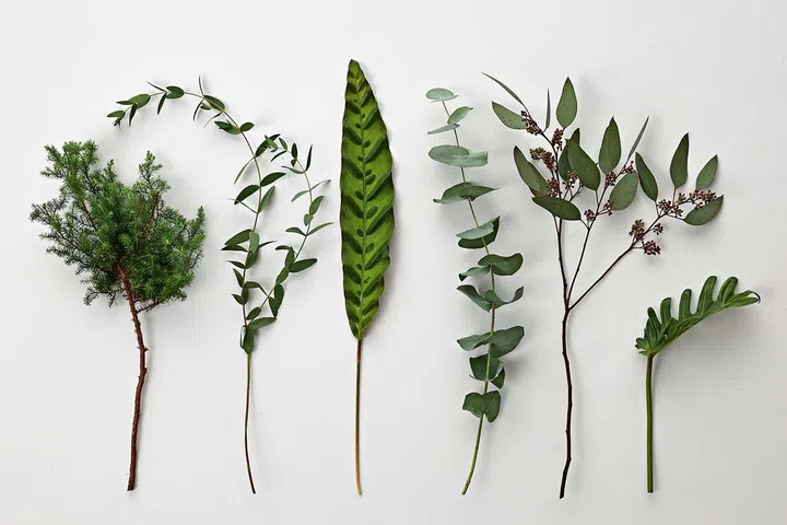 From left: Conifer leaves, $22.00 per bundle, Eucalyptus parvifolia, $11.00 per bundle, Peacock leaf, $8.00 per bundle, Eucalyptus cinerea, $15.00 per bundle, Eucalyptus populus with berries, $16.50 per bundle, Pitteri leaf, $3.50 per bundle.