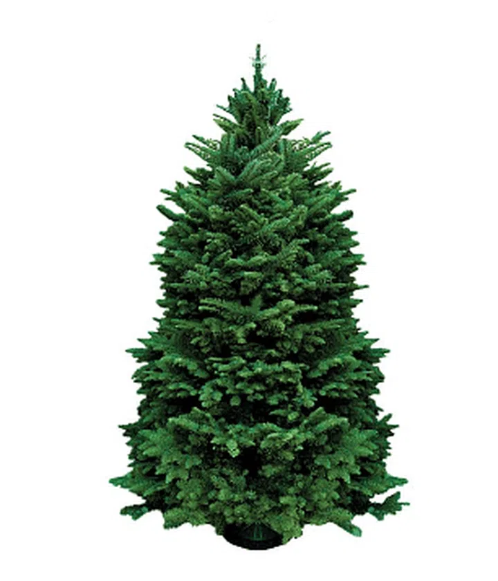 Far East Flora 4 to 5 foot christmas tree