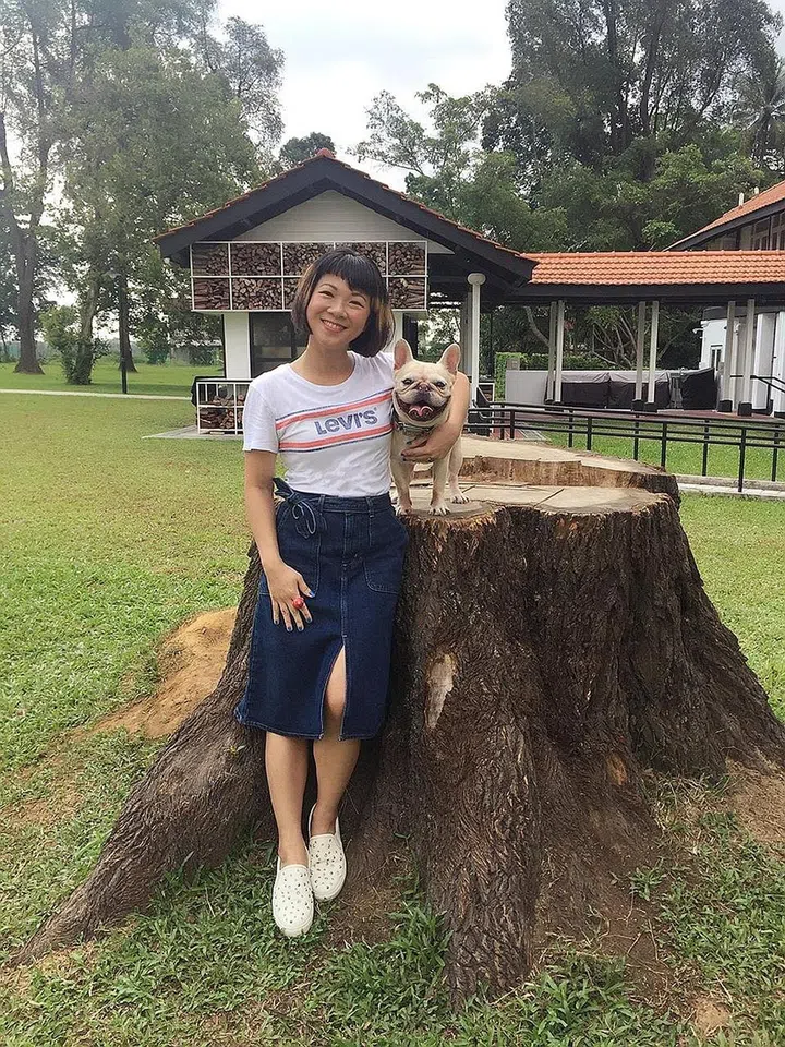 PLATO THE FRENCH BULLDOG