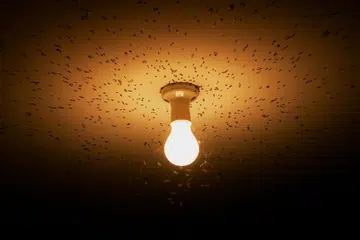 lights, disgusting, flying insects, pests,
