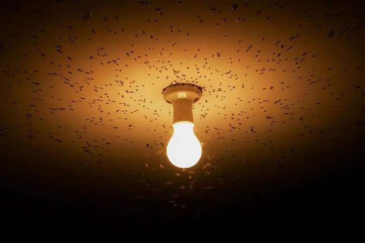 flying insects