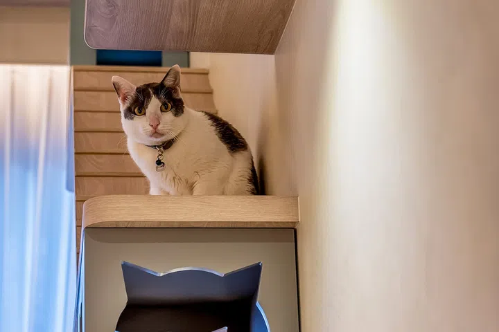 One of the couple’s four rescued cats perched on an elevated resting pod.