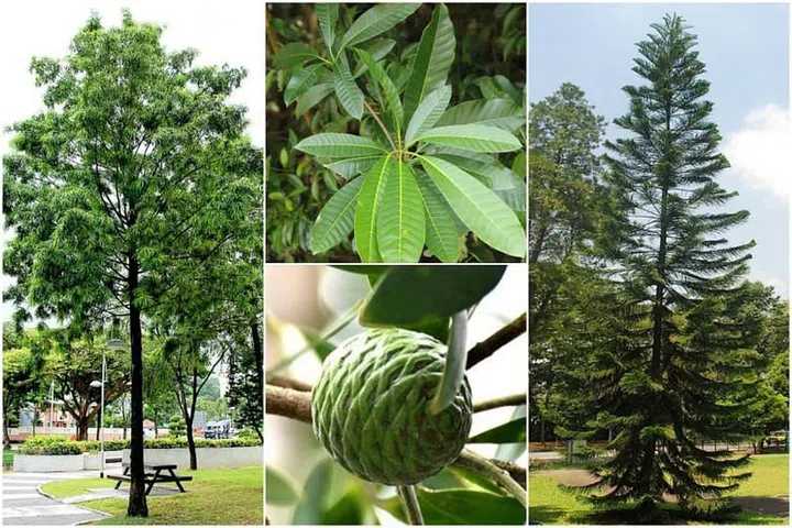 Buy real Christmas tree in Singapore. Different types of Christmas trees in Singapore