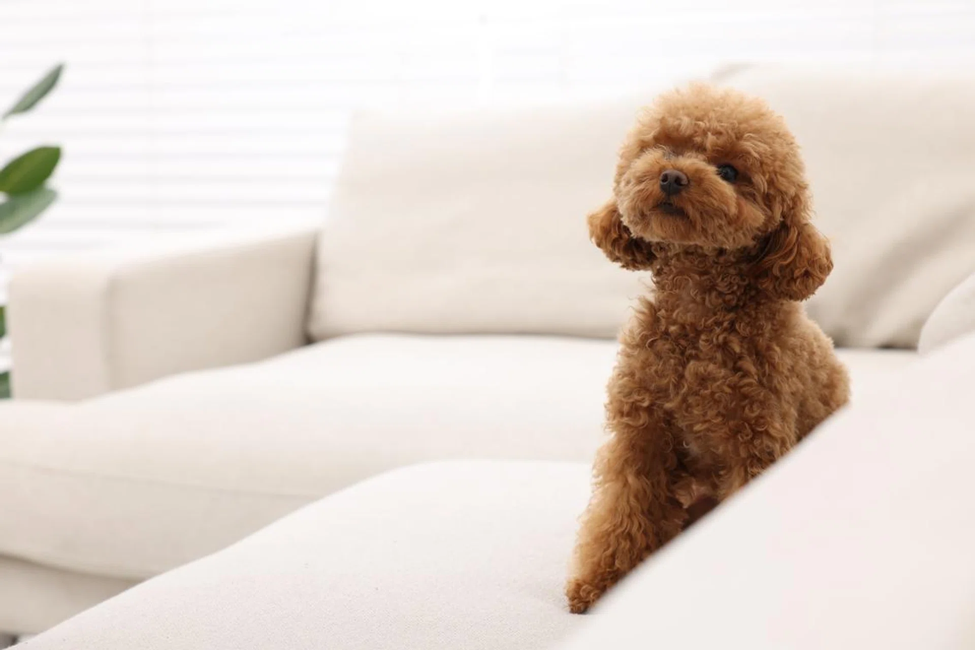 Cute Maltipoo dog sitting on comfortable sofa indoors, space for text. Lovely pet