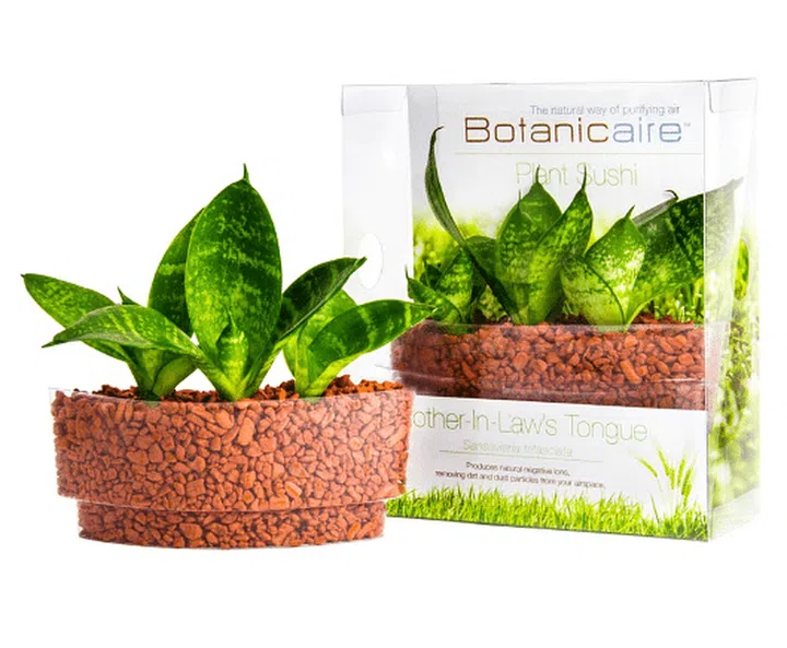 Botanicaire Mother-In-Law Snakes Tongue Plant Sushi