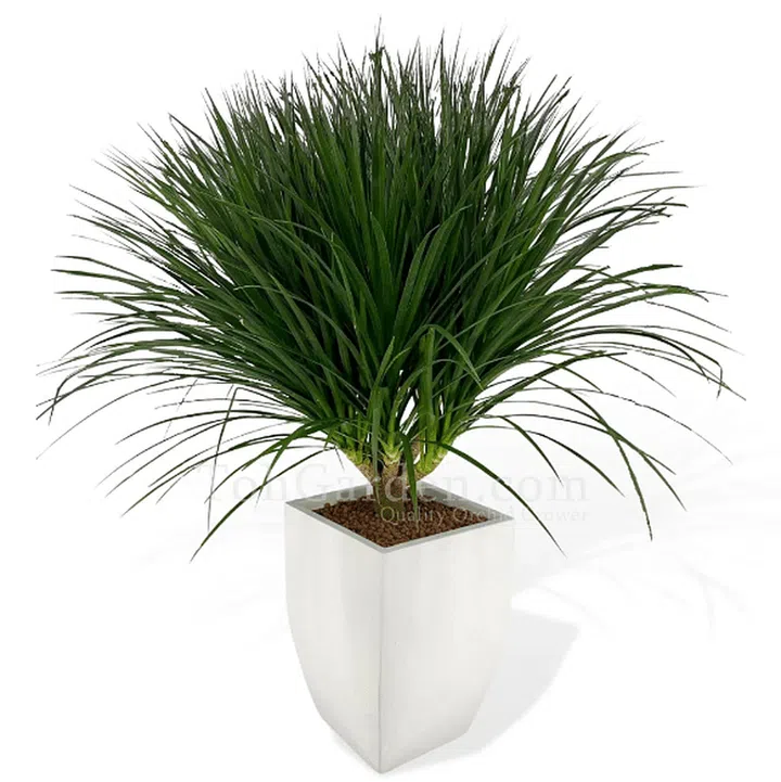 Dragon Tree (Dracaena Cambodiana) is available at Toh Garden