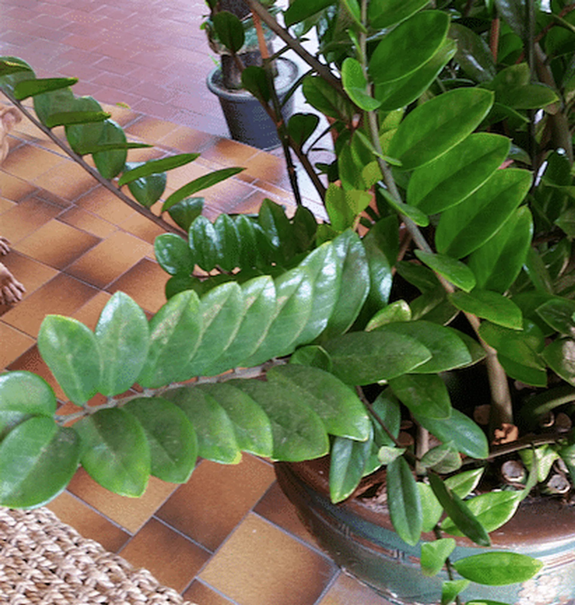 screen_shot_2017-02-15_at_5