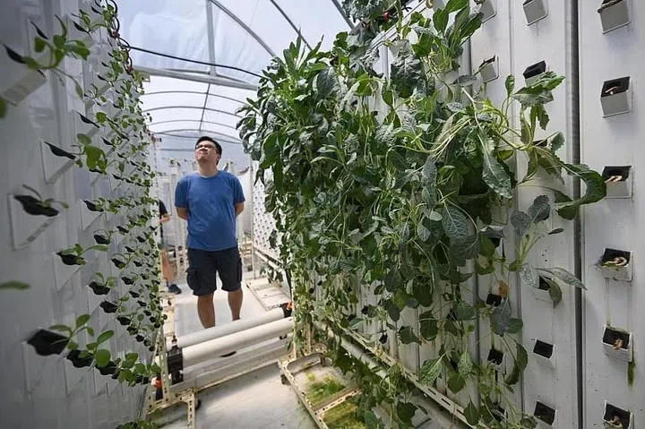 The farm, which sells its produce on online platforms, will deliver purchases to customers. ST PHOTO: SHINTARO TAY