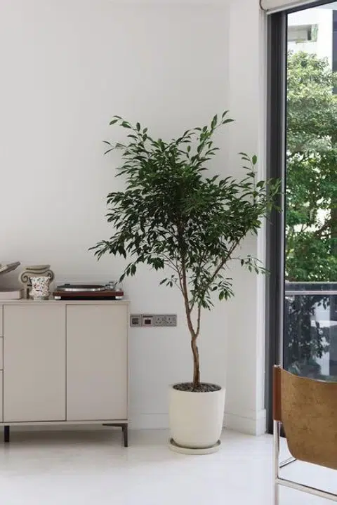 Positioning plants near windows allows them to filter incoming light, softening glare while still maintaining brightness.