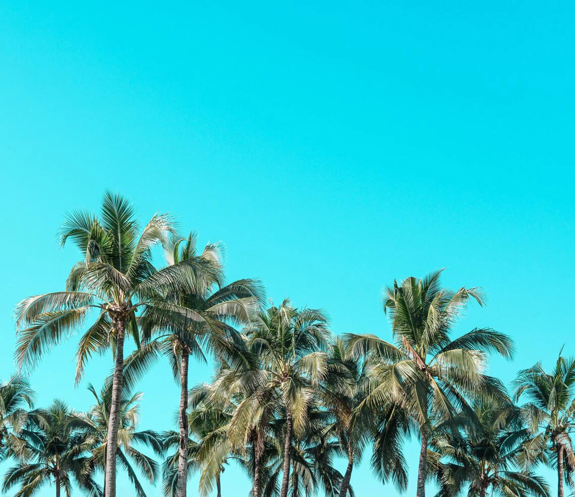 Beautiful coconut palm trees with vintage nature beach background.