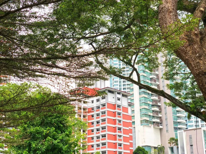 Tree branches with residential HDB blocks as background. Image 123RF