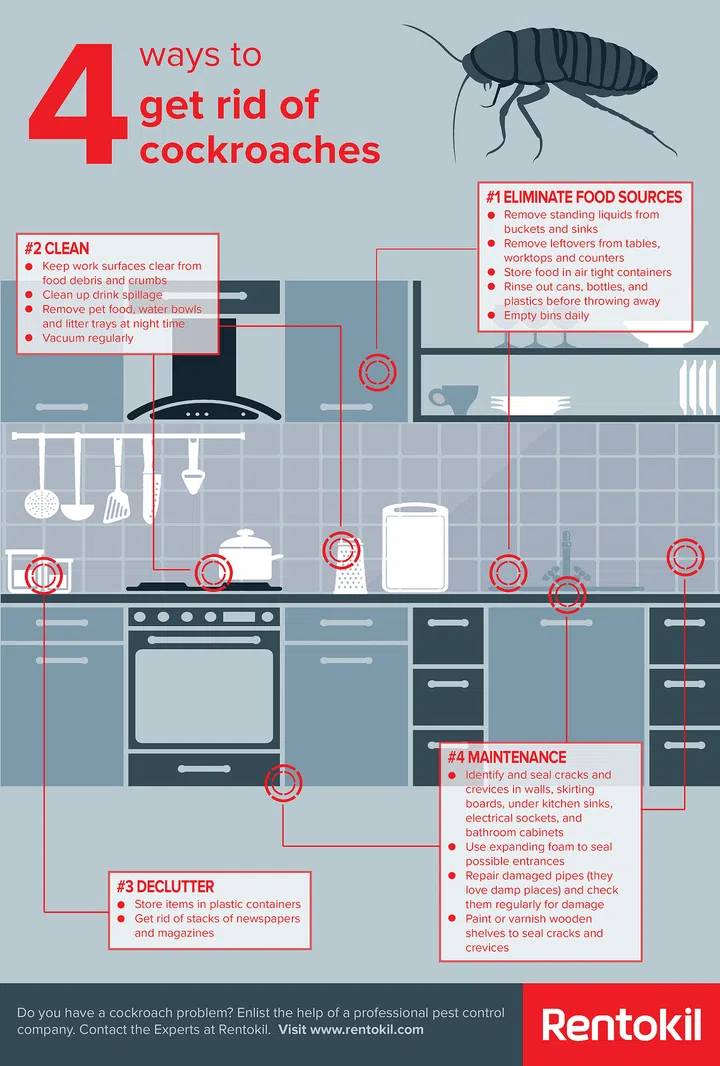 How to spot and stop a cockroach infestation at home - Home & Decor ...