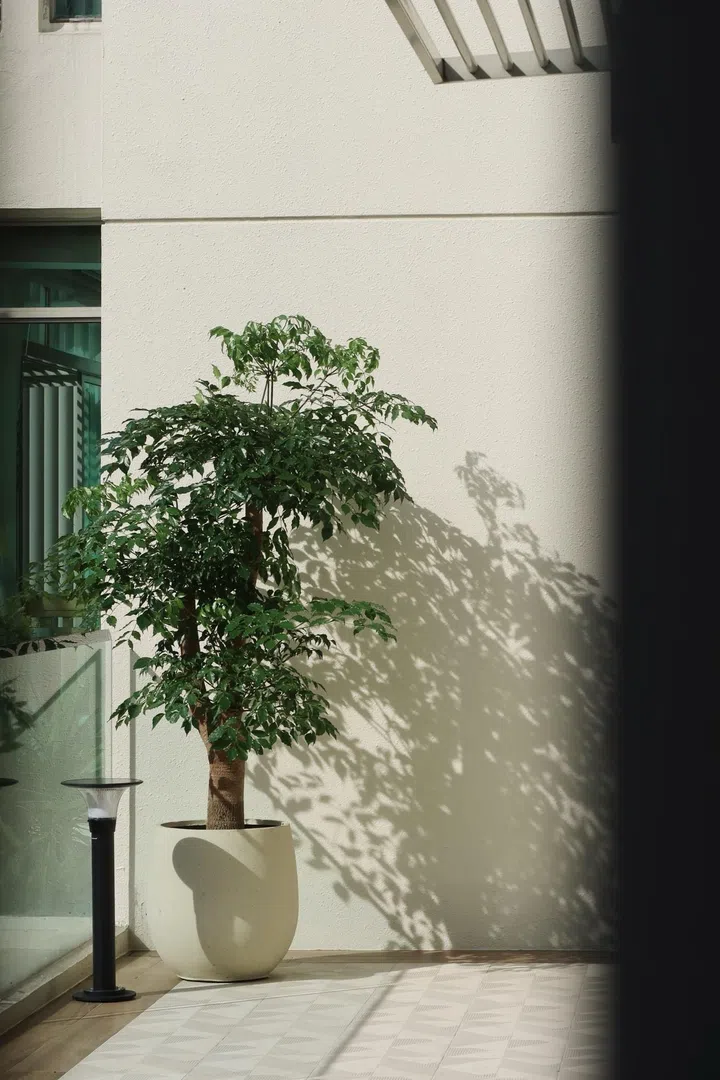 As light passes through foliage, it breaks into softer, dappled patterns—reducing direct heat gain while creating a gentler, more comfortable indoor environment.