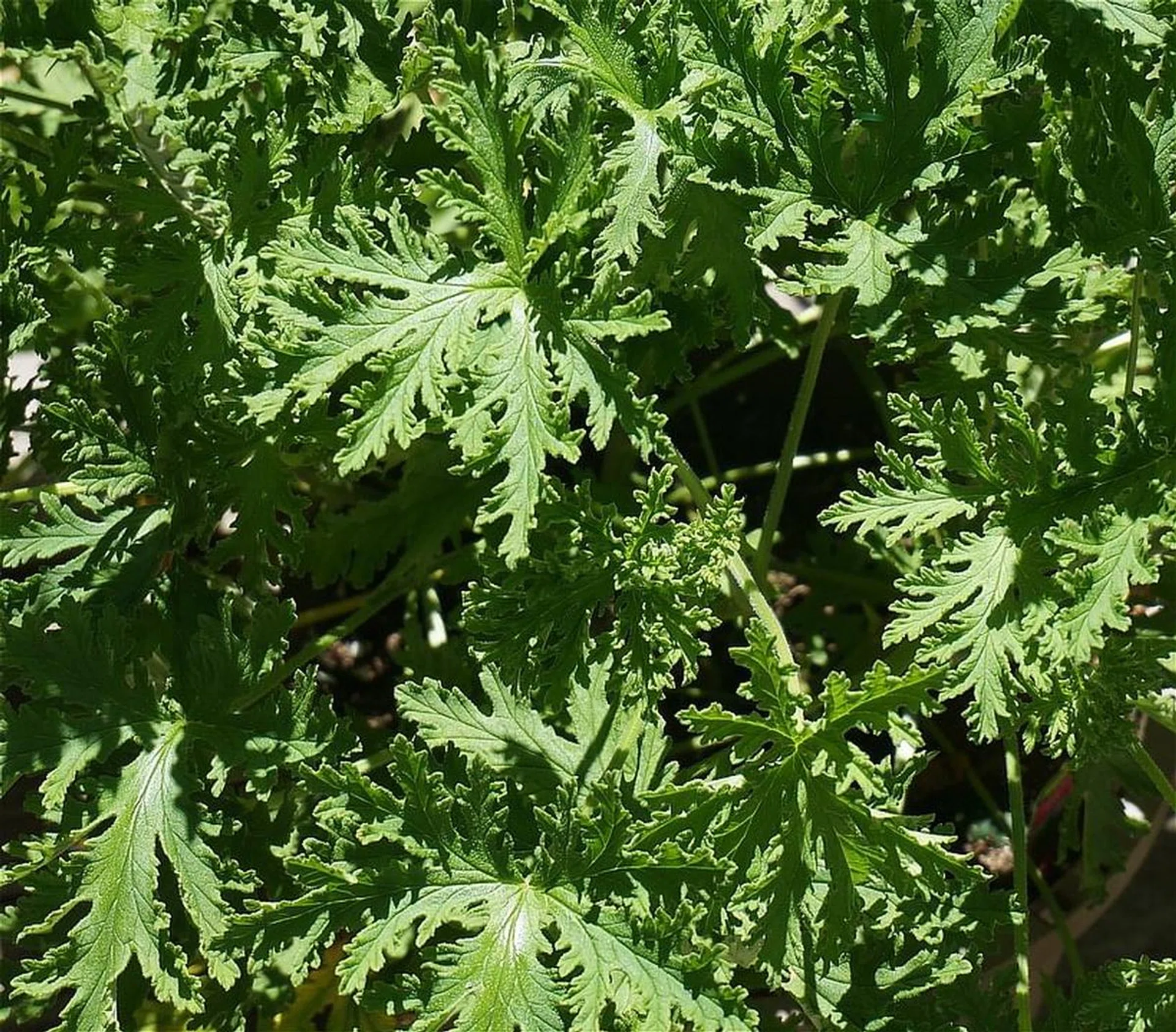 citronella-leaves-1446289_960_720