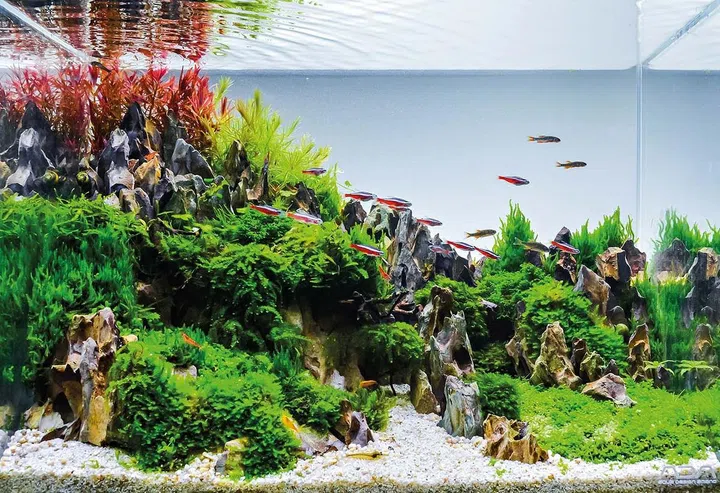 close up image of underwater landscape nature style aquarium tank with a variety of aquatic plants inside.