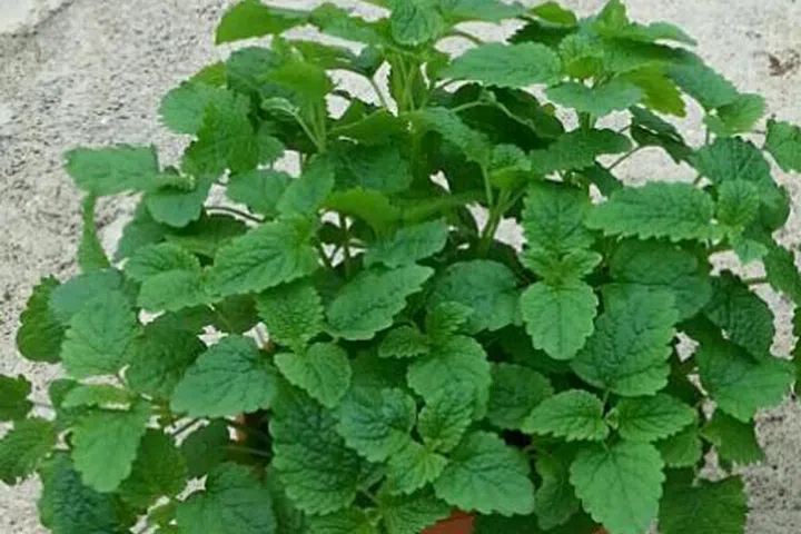 mosquito repelling plant