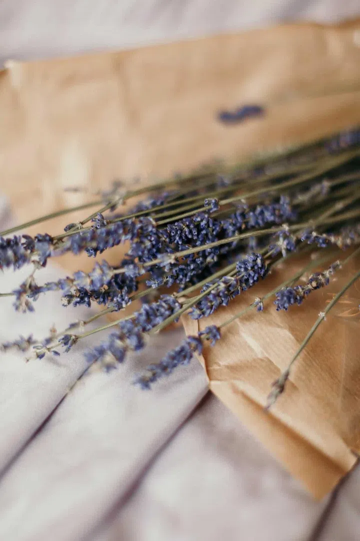 How to Grow Lavender in Singapore: Indoors or hydroponic? (Photo Pexels Leah Kelley)