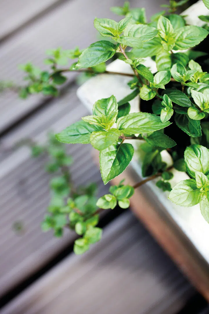 Growing mint in home garden