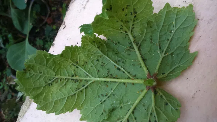 edible garden urban farming